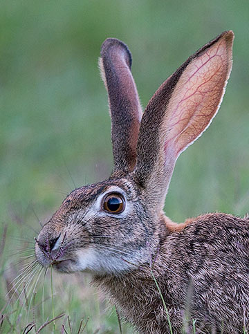 Scrub hare